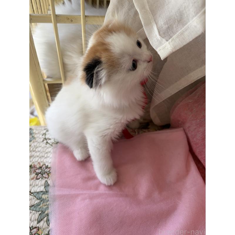 販売中の神奈川県のスコティッシュフォールド(折れ耳)-132865の3枚目