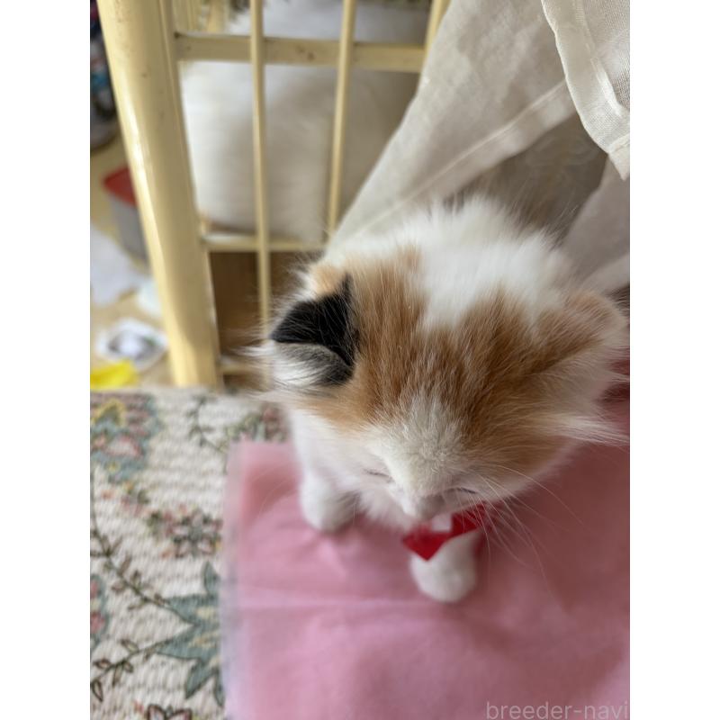 販売中の神奈川県のスコティッシュフォールド(折れ耳)-132865の2枚目