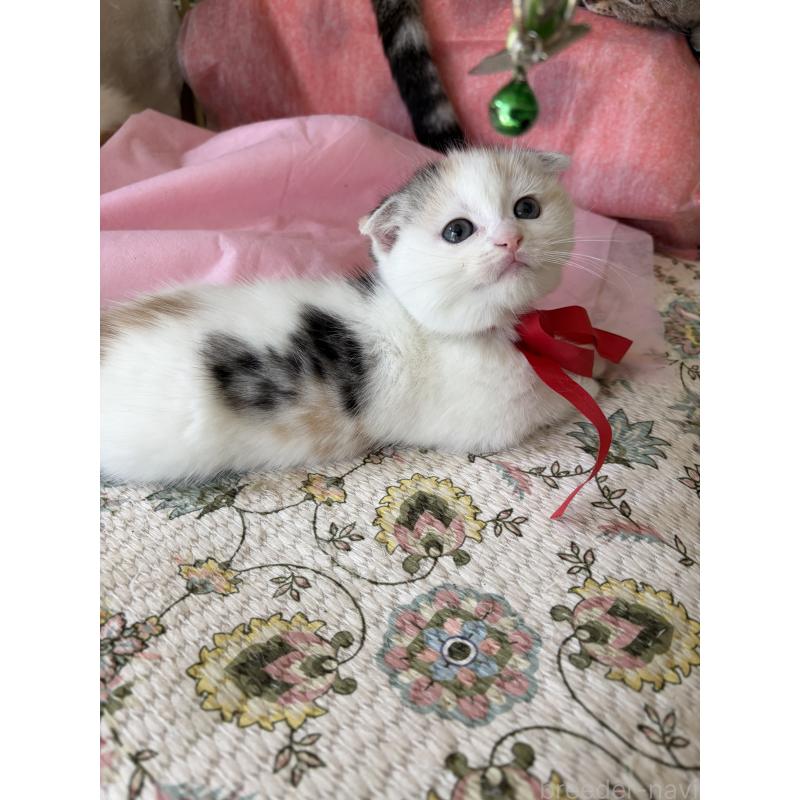 販売中の神奈川県のスコティッシュフォールド(折れ耳)-132870の4枚目