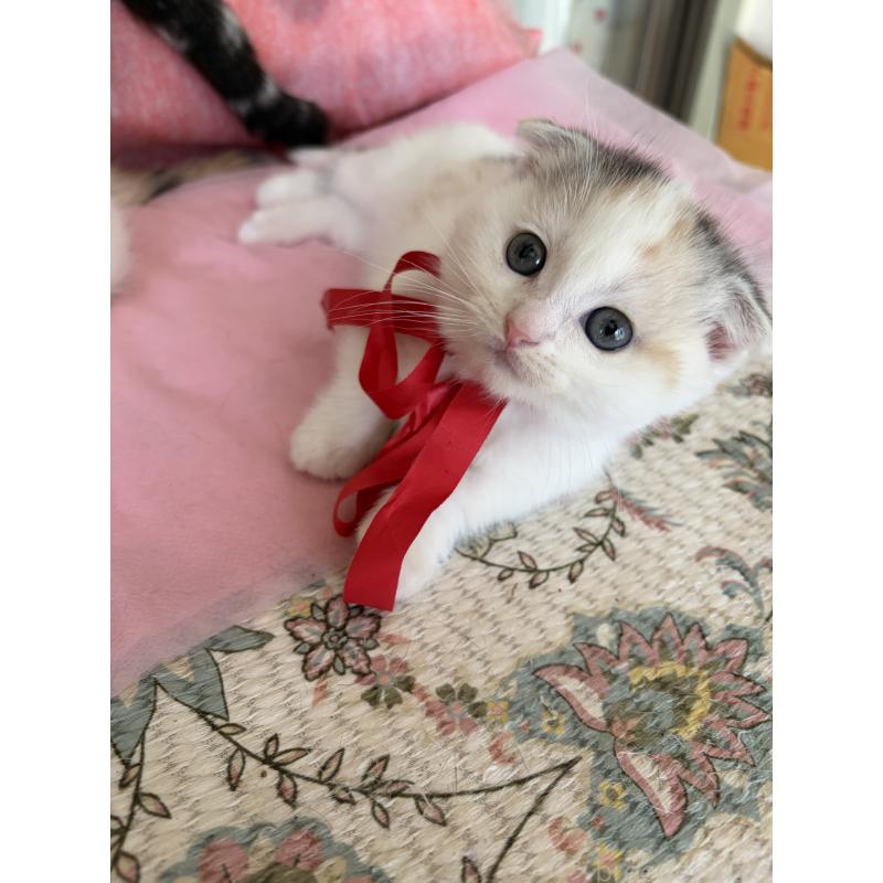 販売中ののスコティッシュフォールド(折れ耳)-132870