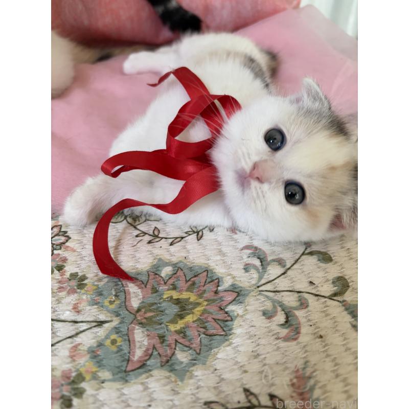 販売中の神奈川県のスコティッシュフォールド(折れ耳)-132870の3枚目