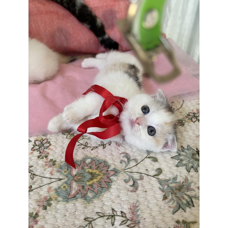 販売中の神奈川県のスコティッシュフォールド(折れ耳)-132870の2枚目