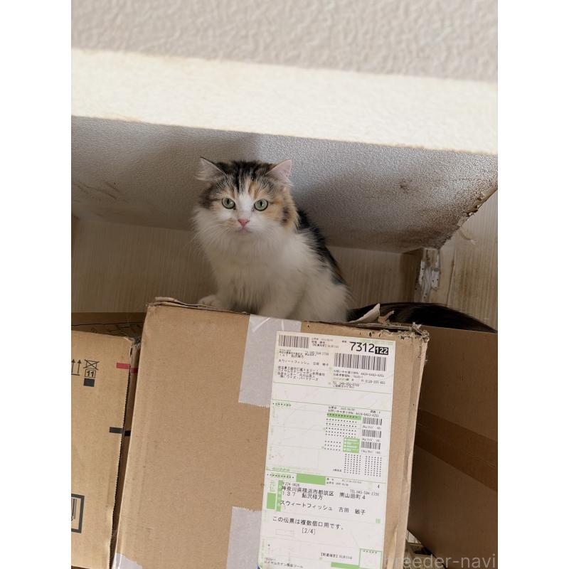 アケミちゃんちゃん1枚目