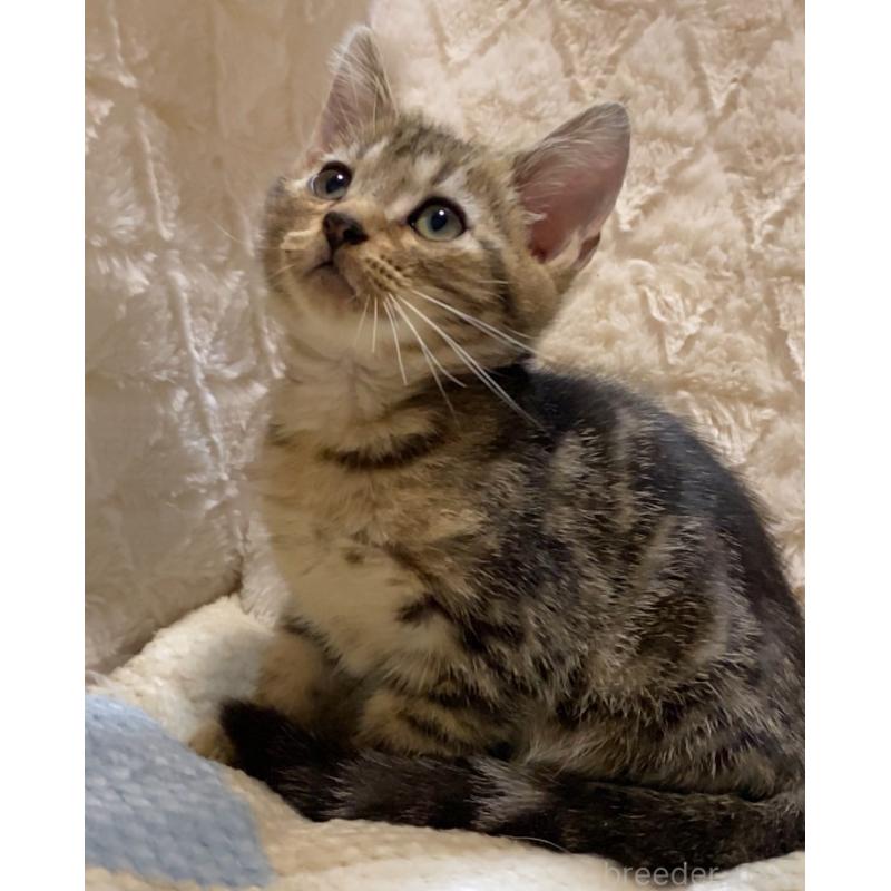 販売中の東京都のアメリカンショートヘア-132866の3枚目