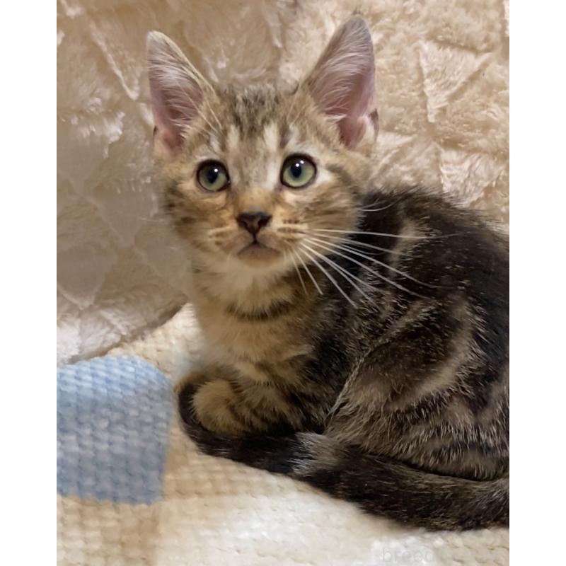 販売中の東京都のアメリカンショートヘア-132866の2枚目