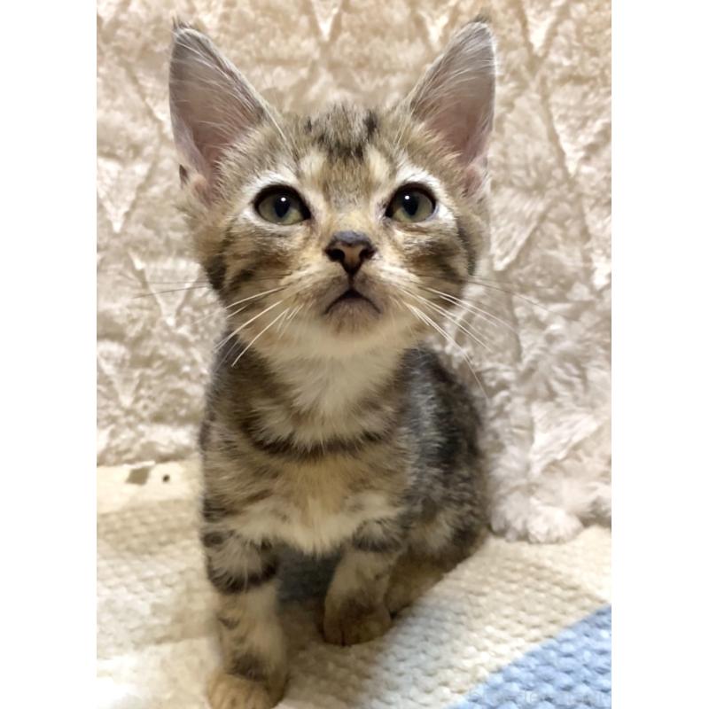 販売中の東京都のアメリカンショートヘア-132867の7枚目