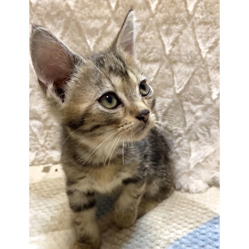 販売中の東京都のアメリカンショートヘア-132867の6枚目