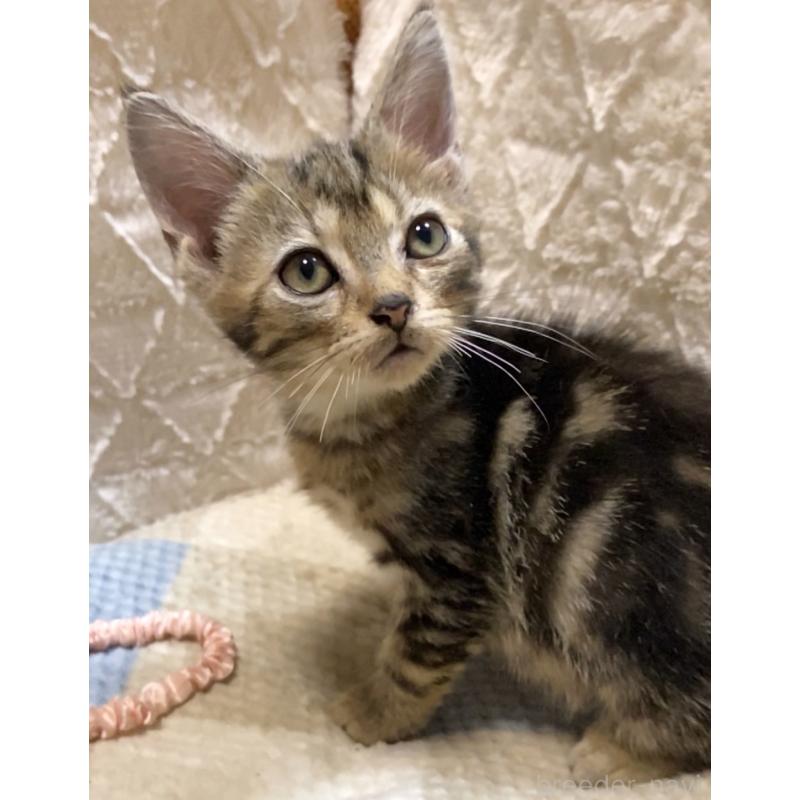 販売中の東京都のアメリカンショートヘア-132867の5枚目