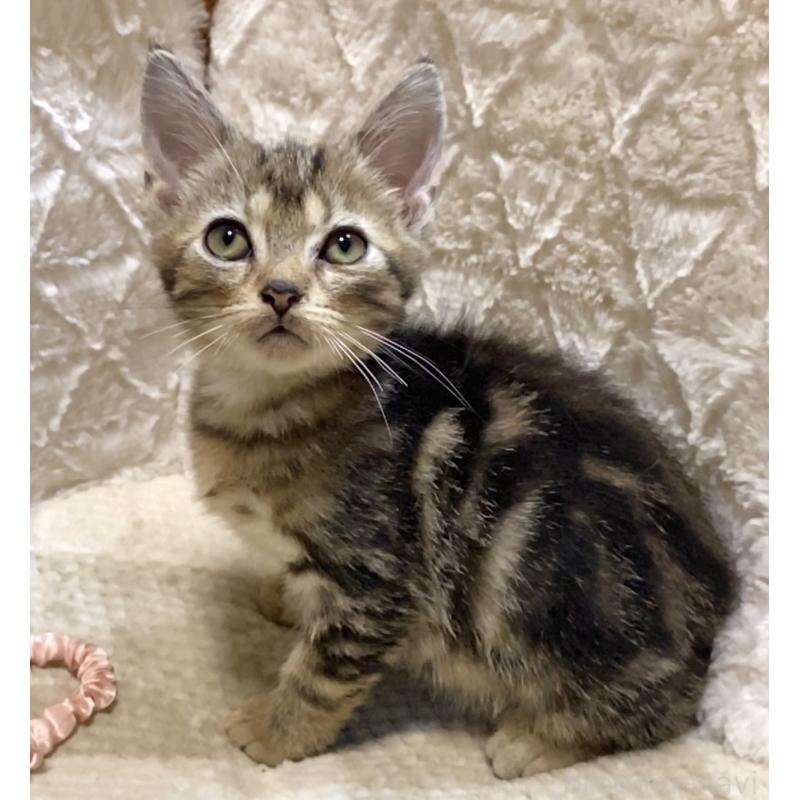 販売中の東京都のアメリカンショートヘア-132867の4枚目