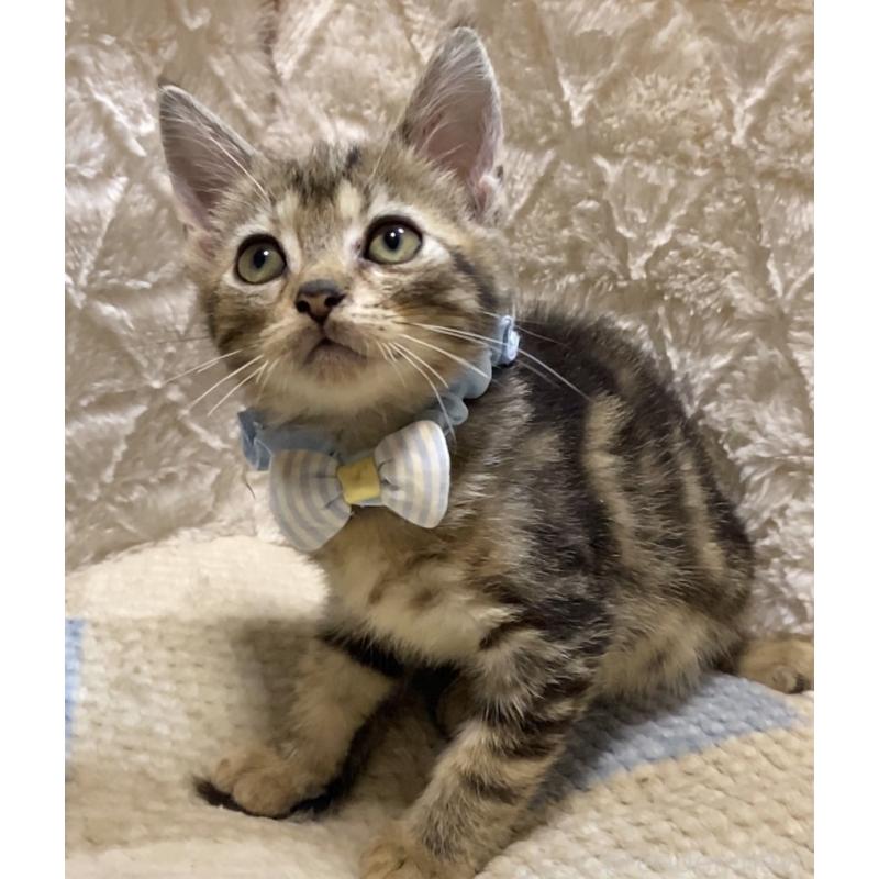 販売中の東京都のアメリカンショートヘア-132867の3枚目