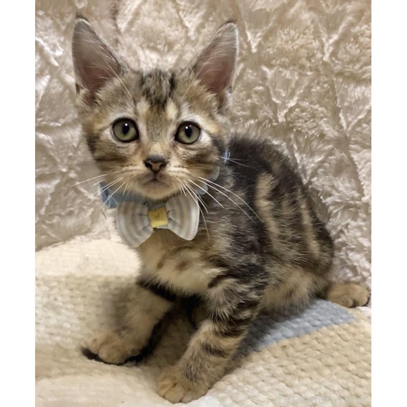 販売中の東京都のアメリカンショートヘア-132867の2枚目