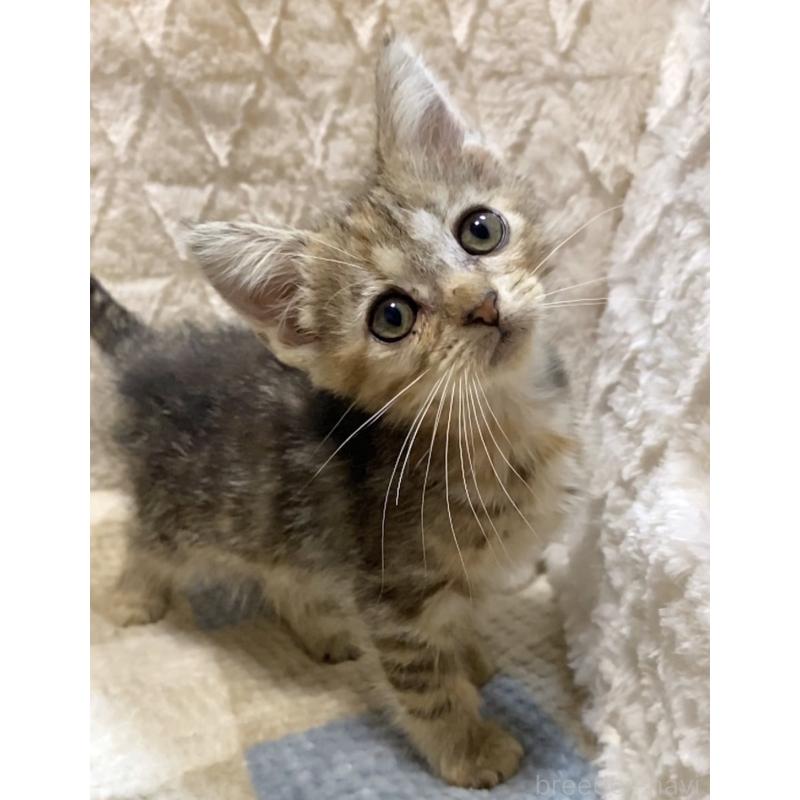 販売中の東京都のアメリカンショートヘア-132868の4枚目