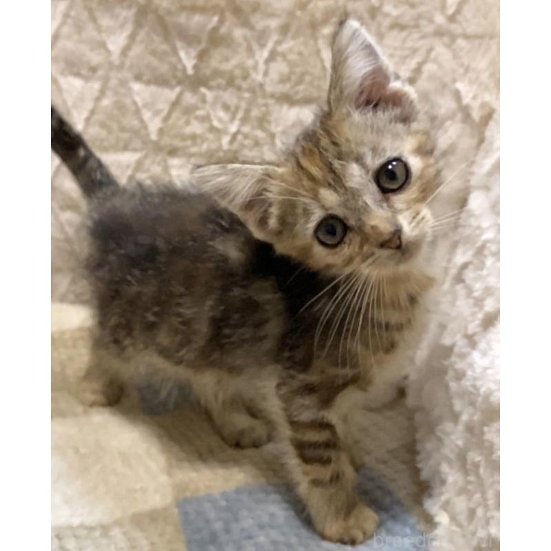 販売中の東京都のアメリカンショートヘア-132868の3枚目