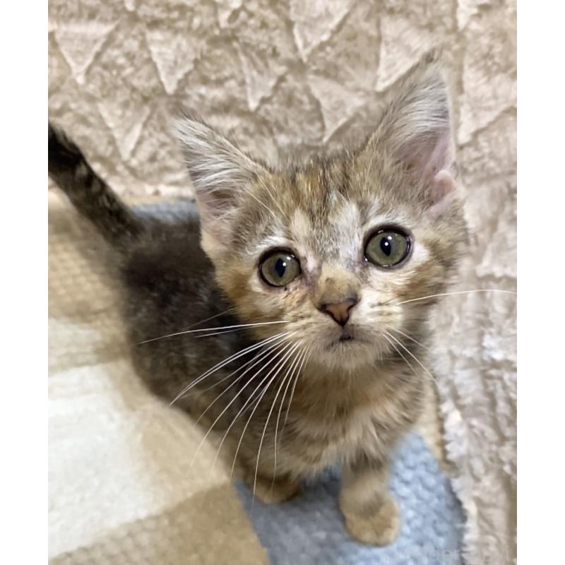 販売中の東京都のアメリカンショートヘア-132868の2枚目