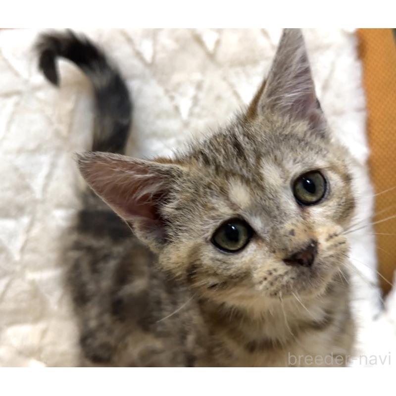 販売中の東京都のアメリカンショートヘア-132869の3枚目