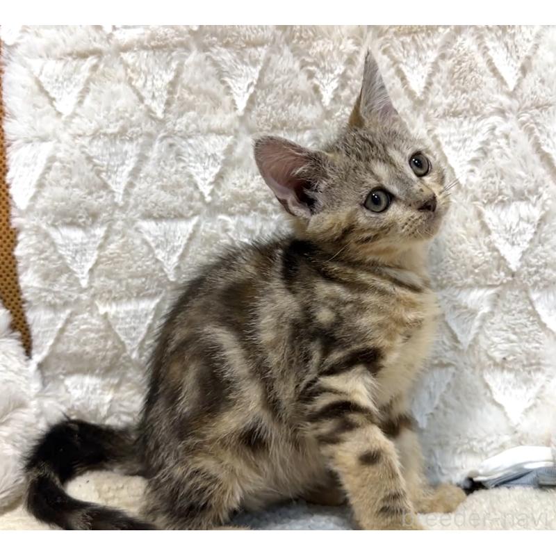 販売中の東京都のアメリカンショートヘア-132869の2枚目