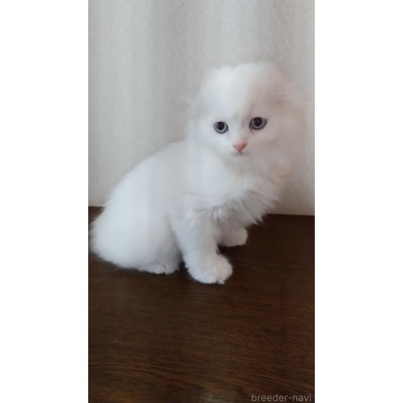 成約済の栃木県のスコティッシュフォールド-131274の3枚目