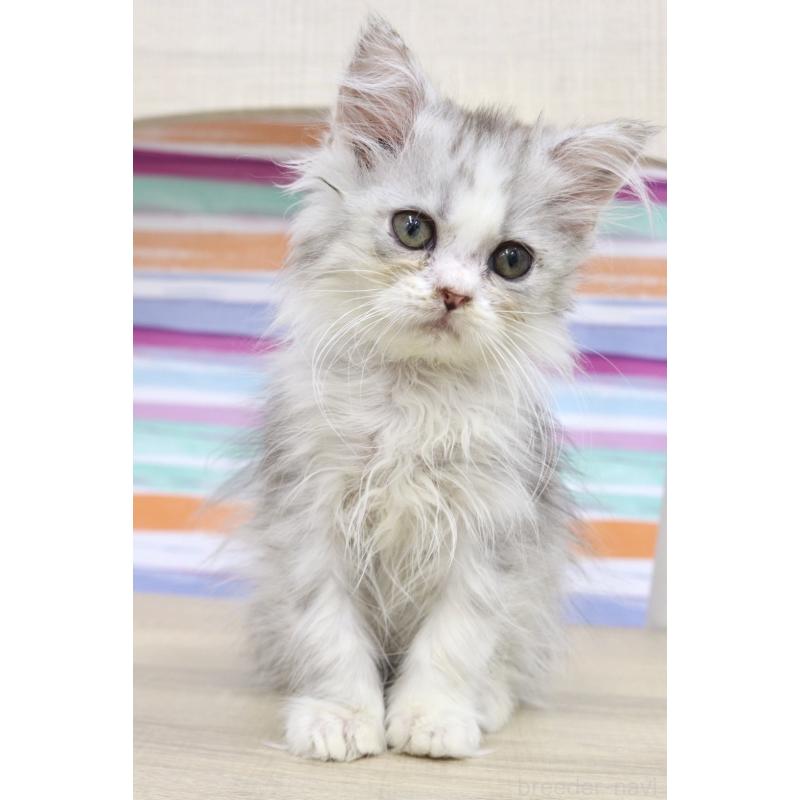 販売中の東京都のミヌエット-132871の5枚目