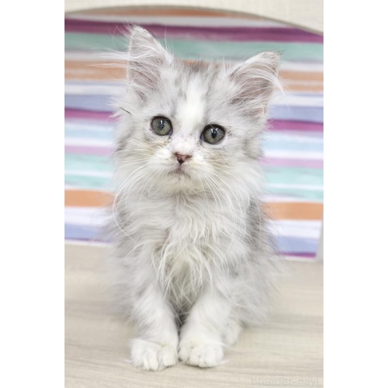 販売中の東京都のミヌエット-132871の4枚目