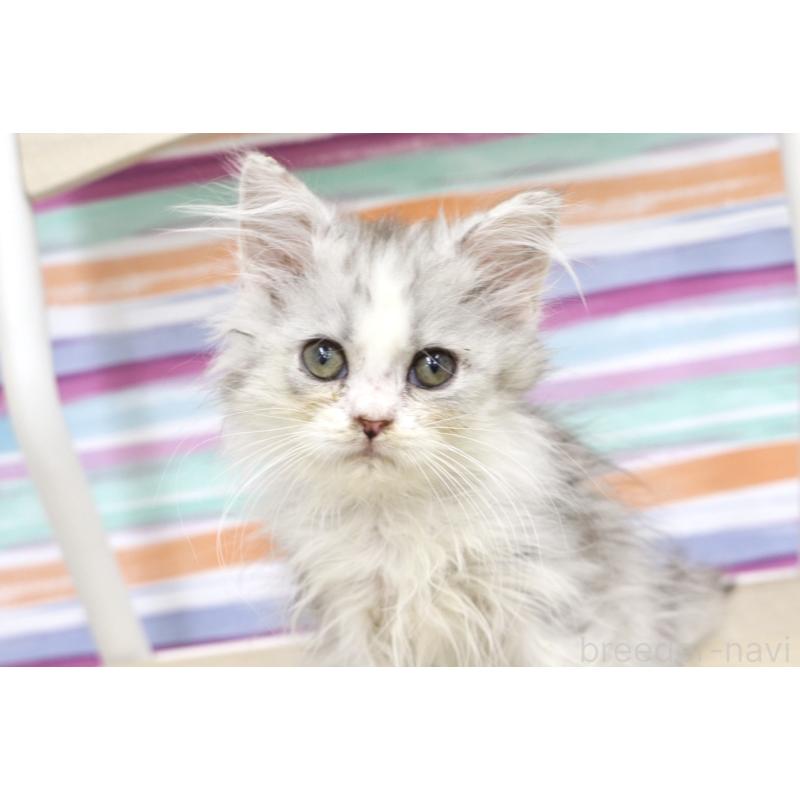 販売中の東京都のミヌエット-132871の3枚目