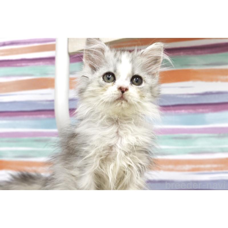 販売中の東京都のミヌエット-132871の2枚目