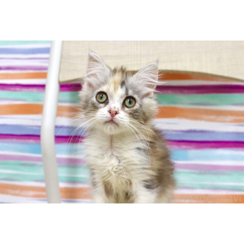 販売中の東京都のサイベリアン-132872の3枚目