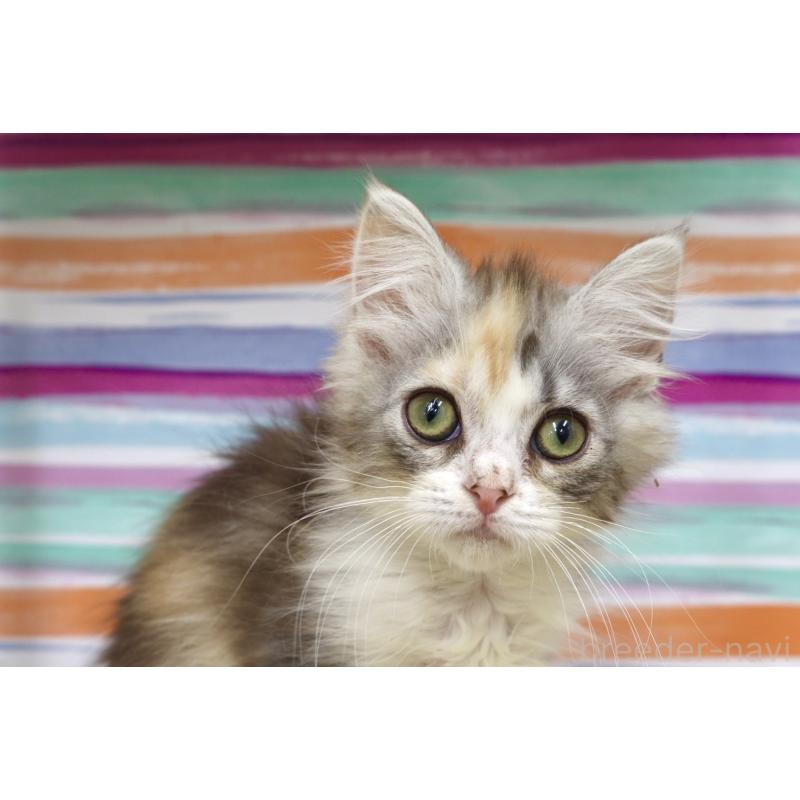 販売中の東京都のサイベリアン-132872の4枚目