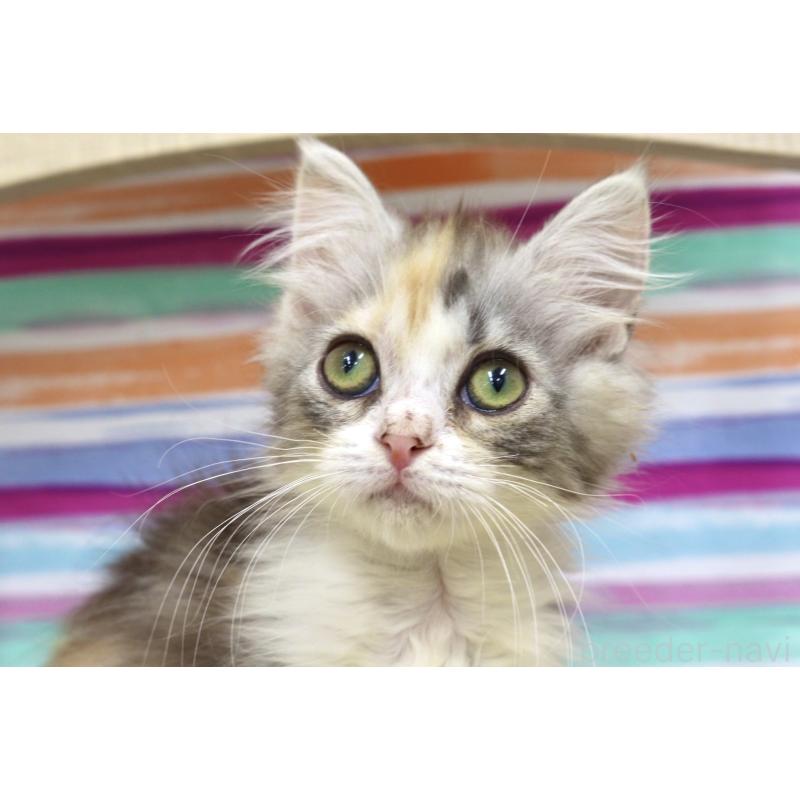 販売中の東京都のサイベリアン-132872の2枚目