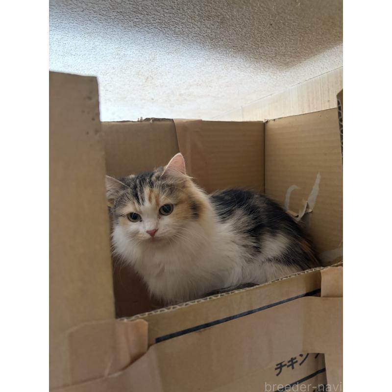 アケミちゃんちゃん1枚目