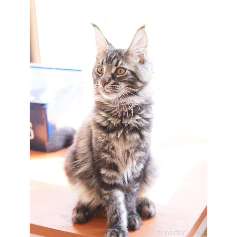 成約済の東京都のメインクーン-124745の5枚目