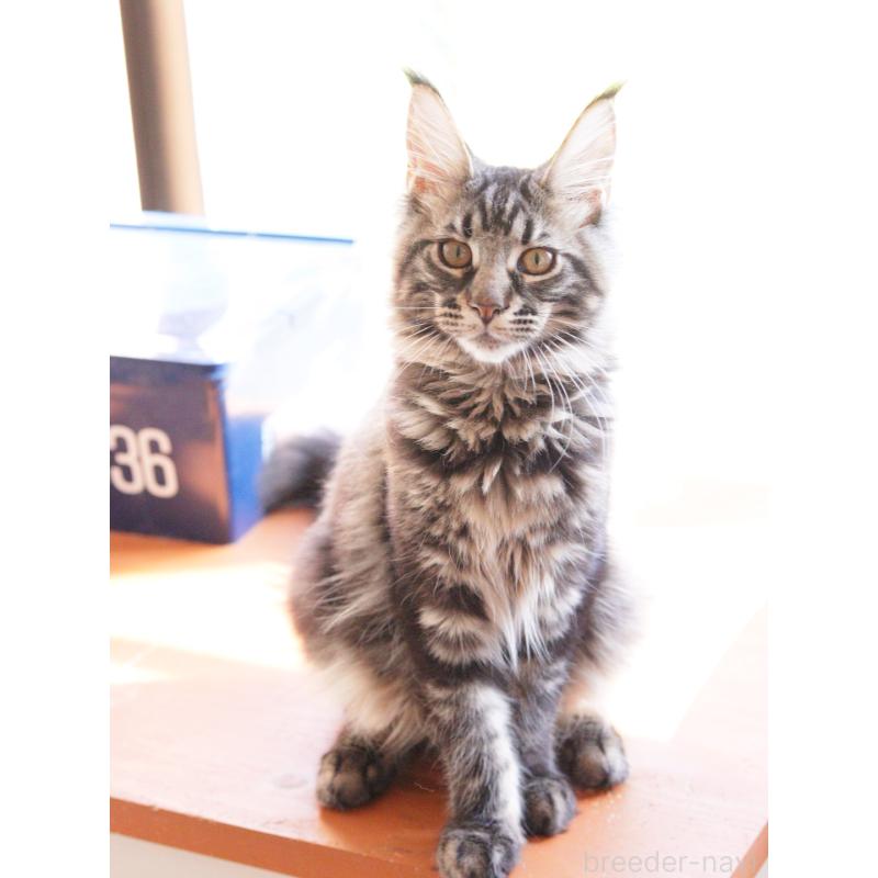 成約済の東京都のメインクーン-124745の4枚目