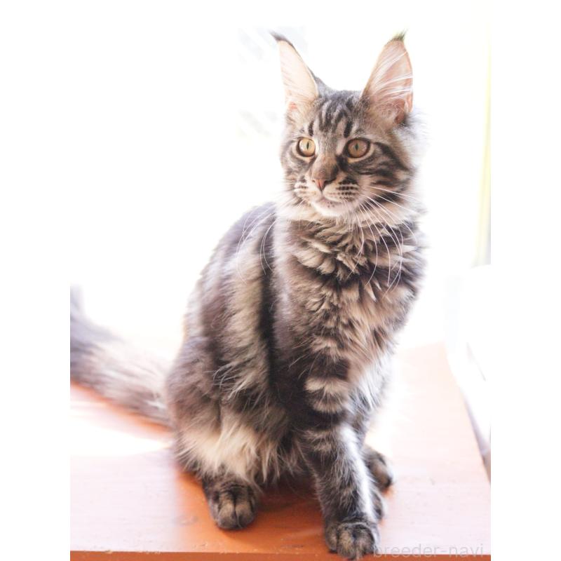 成約済の東京都のメインクーン-124745の3枚目