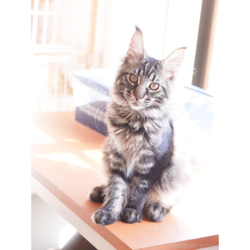 成約済の東京都のメインクーン-124745の2枚目