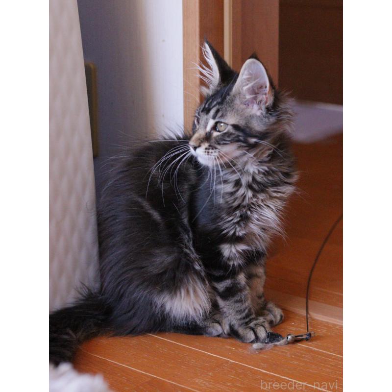 販売中の東京都のメインクーン-127875の5枚目