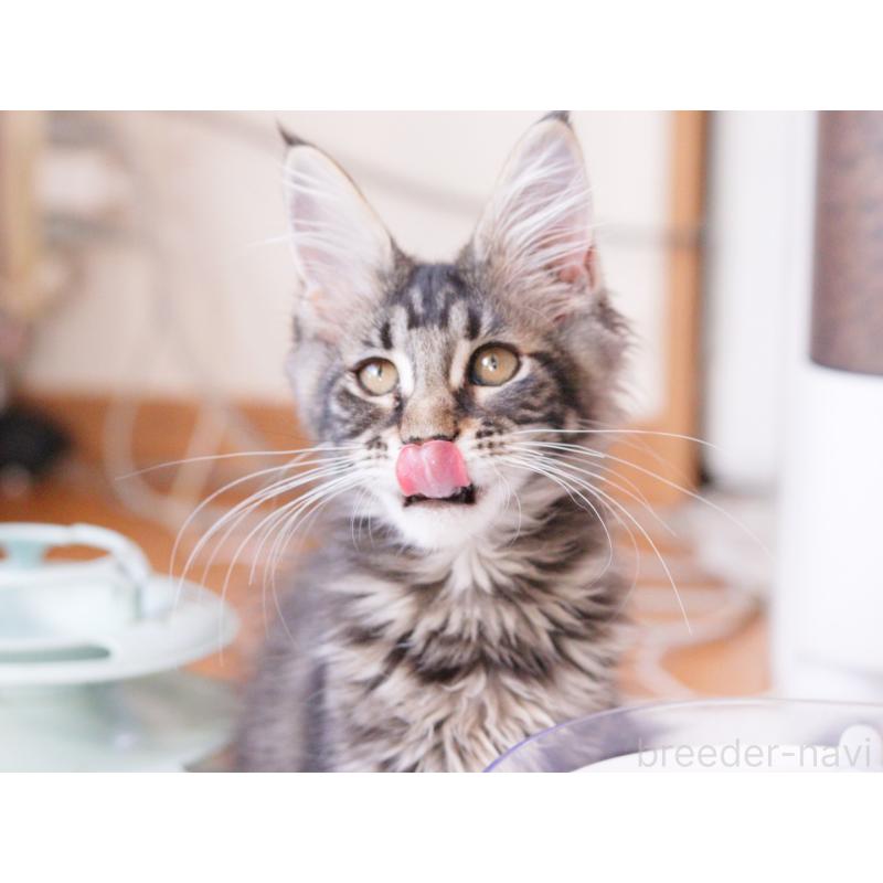 販売中の東京都のメインクーン-127875の4枚目