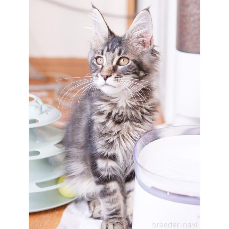 販売中の東京都のメインクーン-127875の3枚目