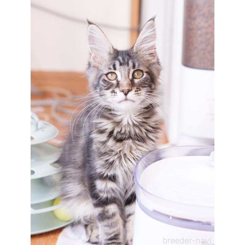 販売中の東京都のメインクーン-127875の2枚目