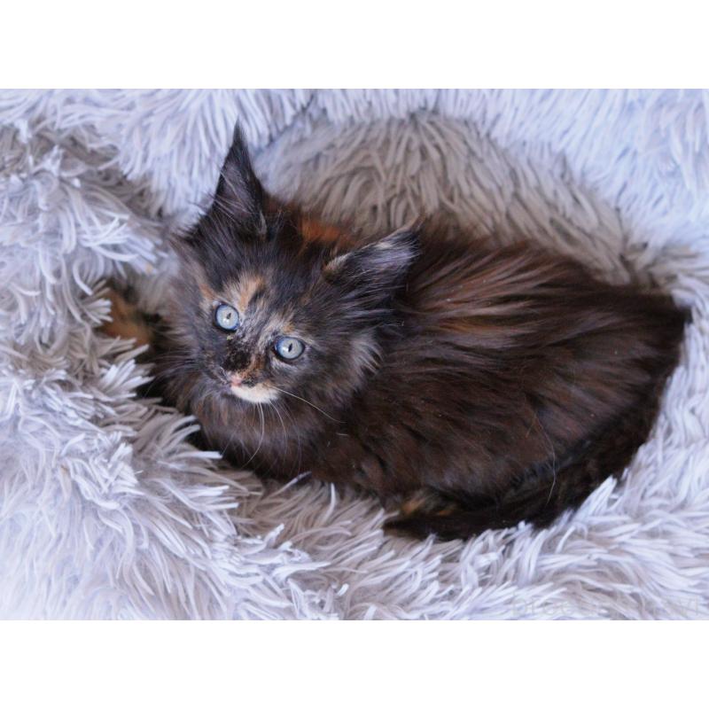 販売中の東京都のメインクーン-130442の5枚目