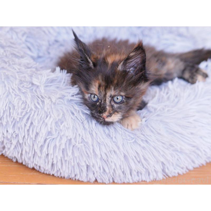 販売中の東京都のメインクーン-130442の4枚目