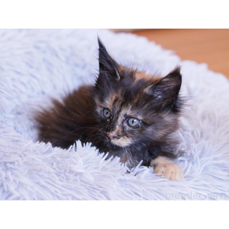 販売中の東京都のメインクーン-130442の3枚目