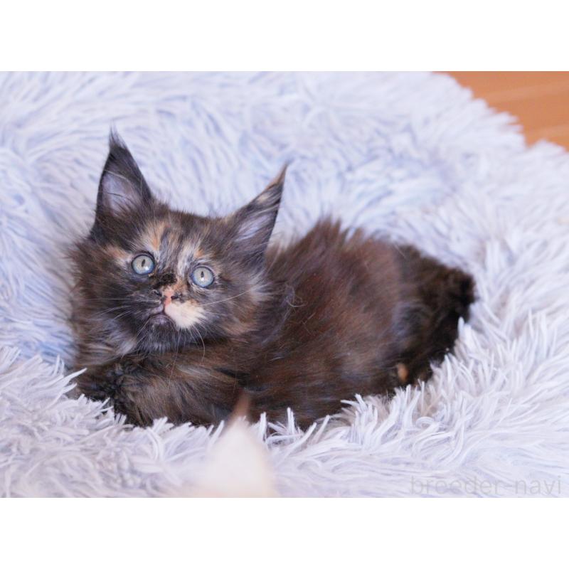 販売中の東京都のメインクーン-130442の2枚目