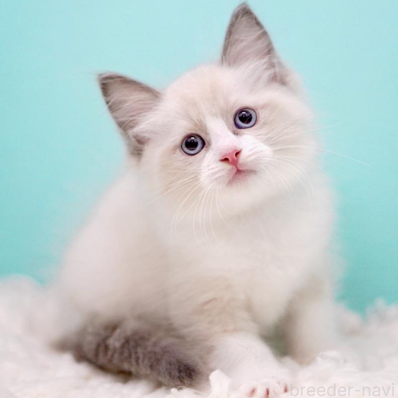 販売中の東京都のラグドール-130856