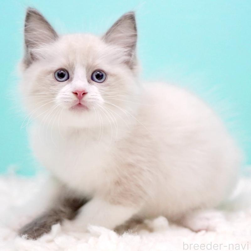 販売中の東京都のラグドール-130856の14枚目