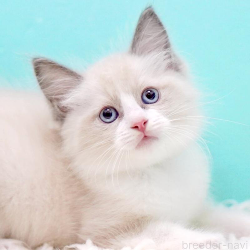 販売中の東京都のラグドール-130856の13枚目