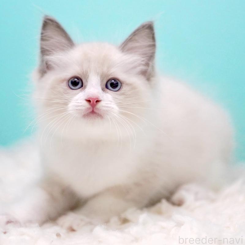 販売中の東京都のラグドール-130856の12枚目