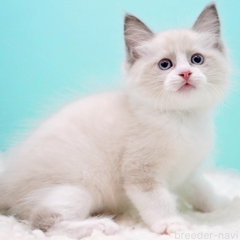 販売中の東京都のラグドール-130856の11枚目