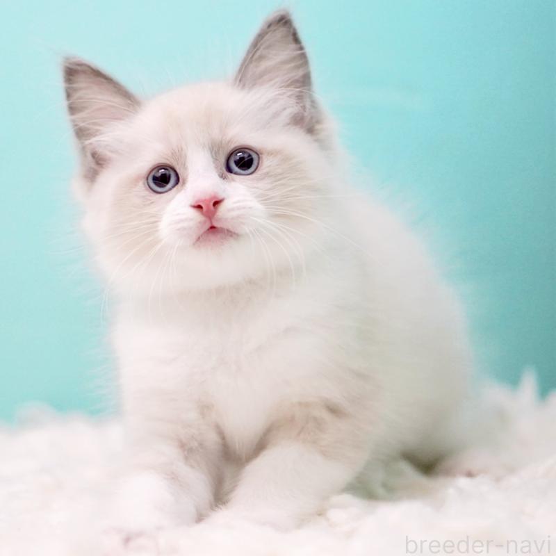 販売中の東京都のラグドール-130856の10枚目