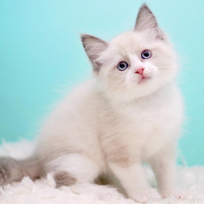 販売中の東京都のラグドール-130856の9枚目