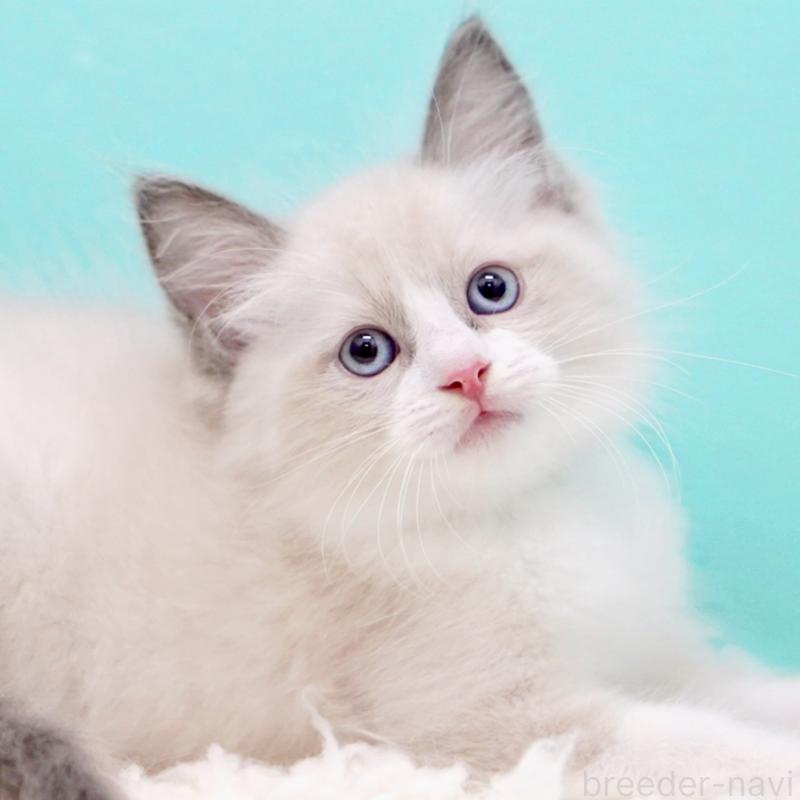 販売中の東京都のラグドール-130856の8枚目