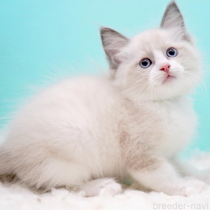 販売中の東京都のラグドール-130856の7枚目